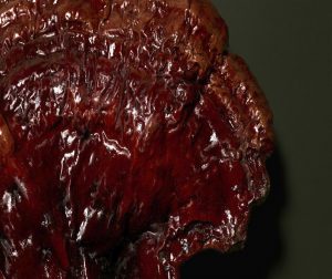 2. Filosofía Microbiomic